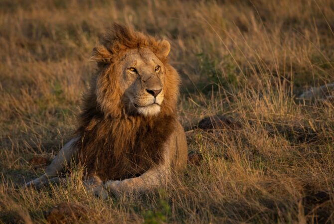 A Lion in Africa