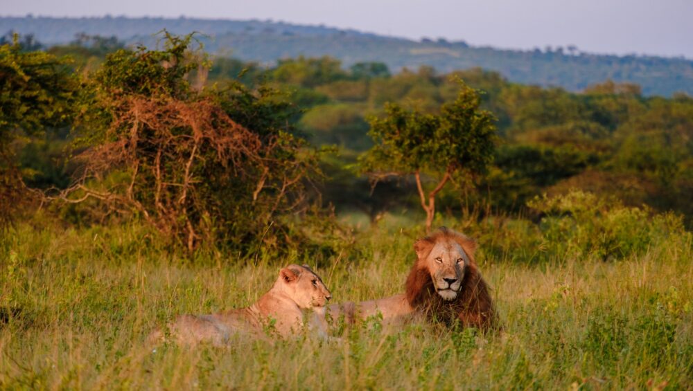 African Lions during safari game drive in Kruger National park South Africa