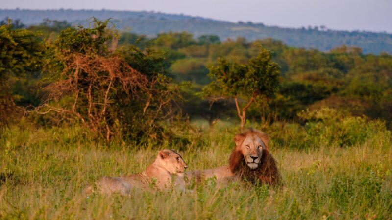 African Lions during safari game drive in Kruger National park South Africa