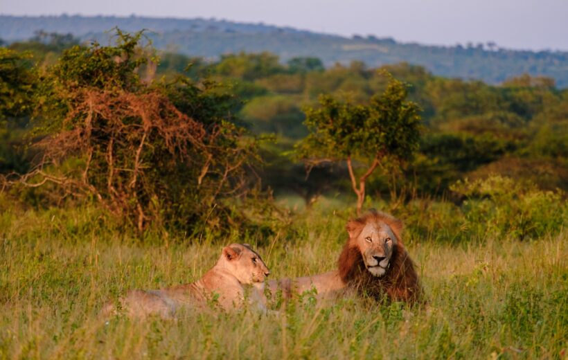 7 Days ‘Lions’ Safari Tour