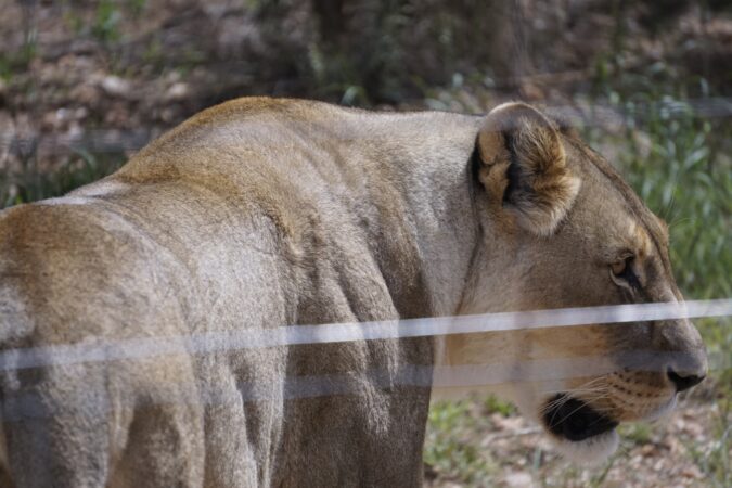 Animals, Lion, Nature, Jungle, African savanna, Wild,