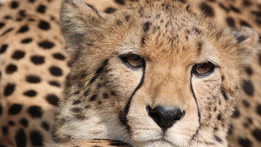 Cheetah (Acinonyx jubatus) stalking