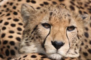 8 Days ‘Cheetah’ Safari Tour