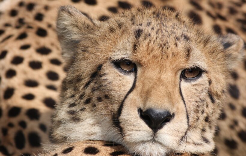 8 Days ‘Cheetah’ Safari Tour