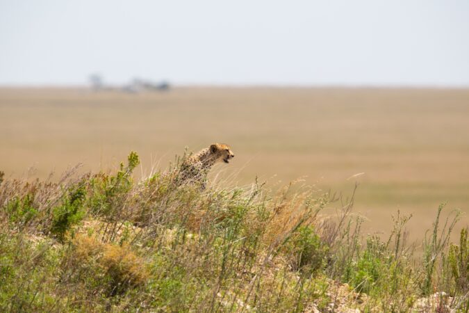 Cheetah in Serengeti