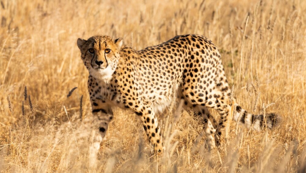 Cheetah standing on dry yellow grass of the African savannah