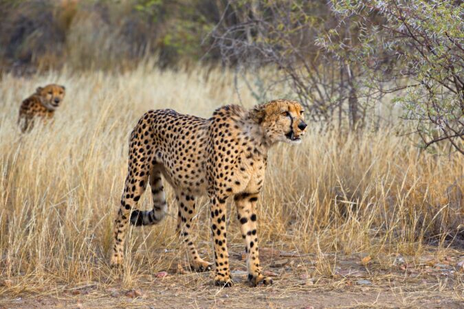 Closeup of a vigilant cheetah in the Namibian savannah