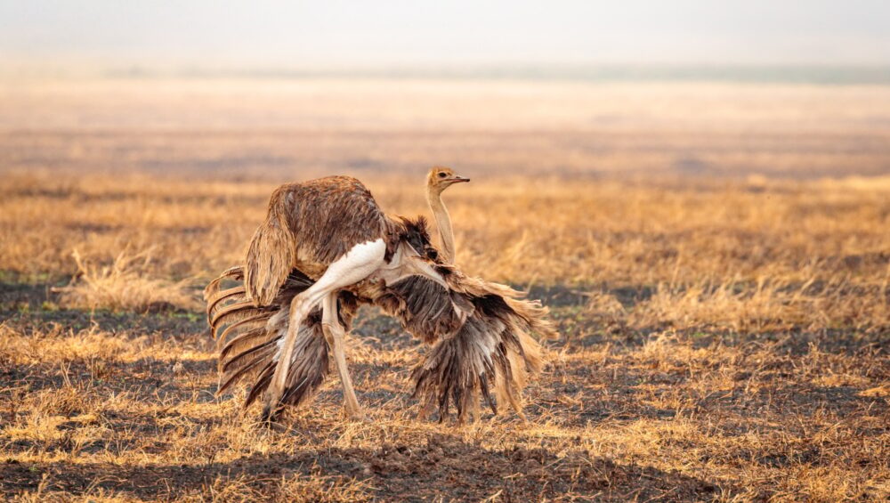 Closeup shot of a female Somali ostrich running in the valley in the Ngorongoro national park