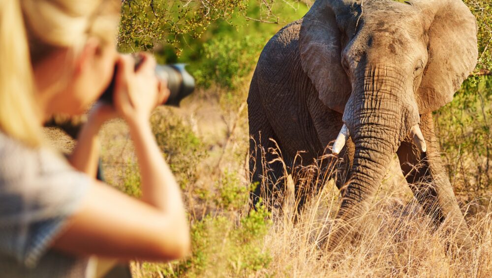Cropped shot of a female tourist taking photographs of elephants while on safari