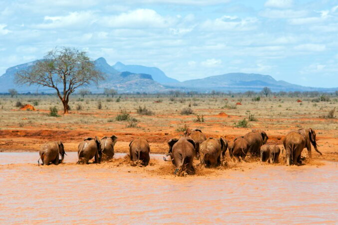 Elephant in water. National park of Kenya