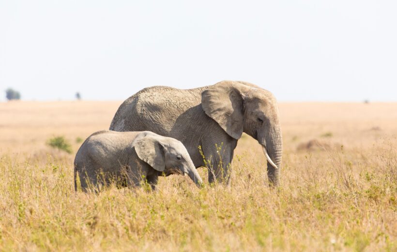 6 Days ‘Elephant’ Safari Tour