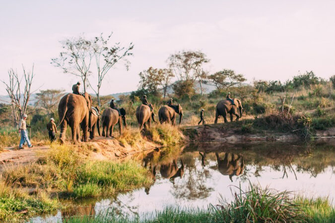 Elephants