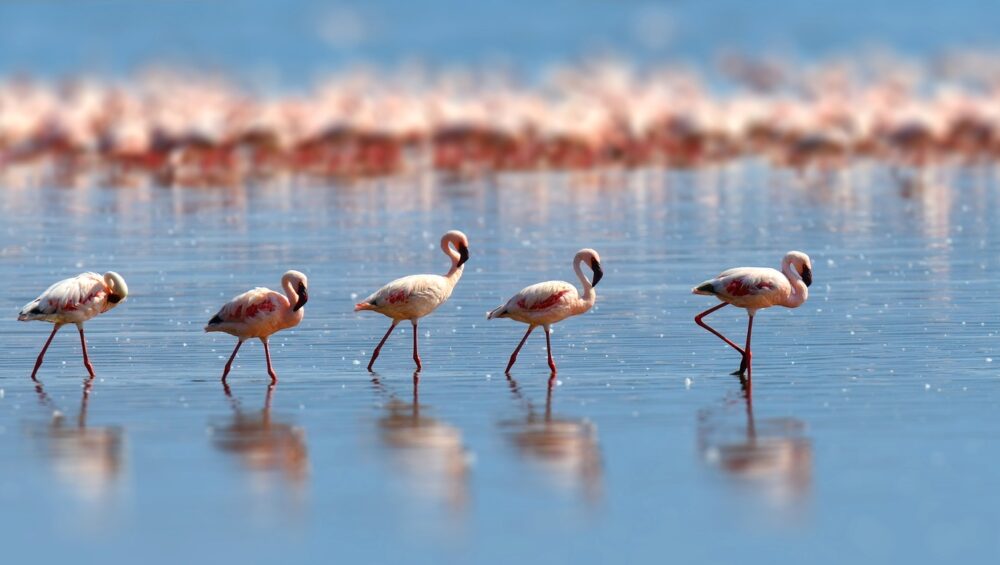 Flamingos