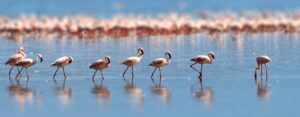 5 Days  ‘Flamingo’ Safari Tour