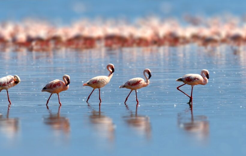 5 Days  ‘Flamingo’ Safari Tour