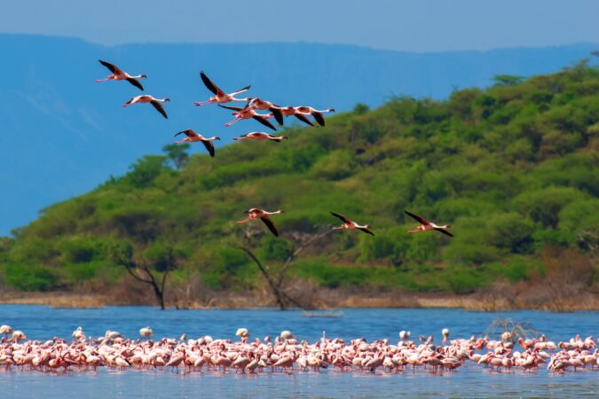 Flamingos