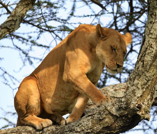 Ndutu Serenegti and Ngorongoro Safari 2019