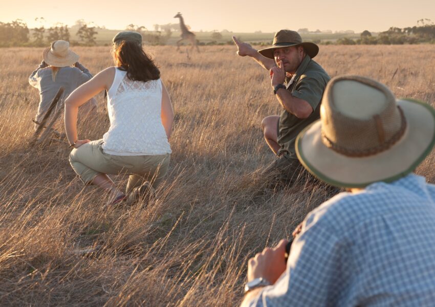 People watching giraffe on safari, Stellenbosch, South Africa