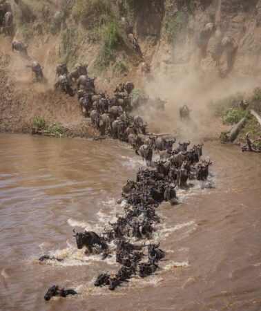 The Great Wildebeest Migration