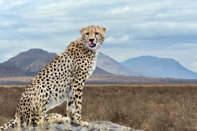 Wild african cheetah