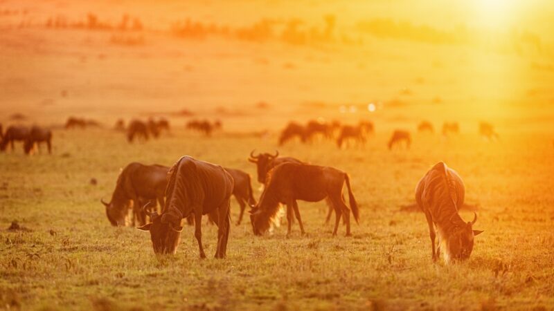 Wildebeest Grazing at Golden Sunset