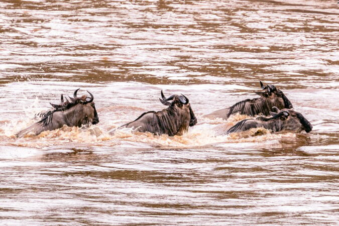 Wildebeest Migration Great Movement Wild Wildlife Animals Landscapes Safaris Travels