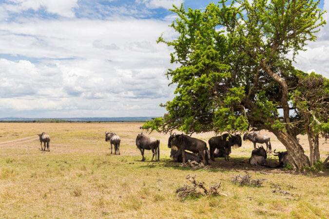 wildebeests grazing in savannah at africa